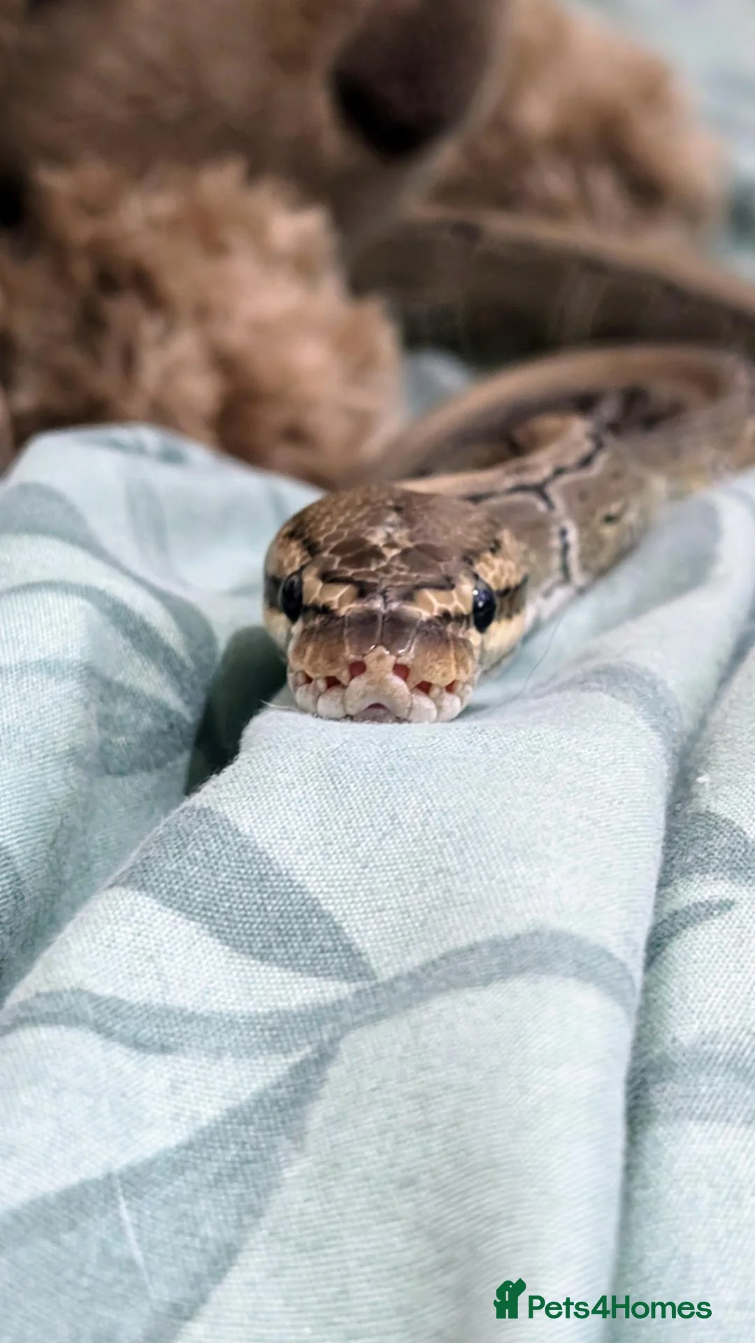 Python Snake reptiles for sale: Lovely royal python with viv for sale  - Advert 1