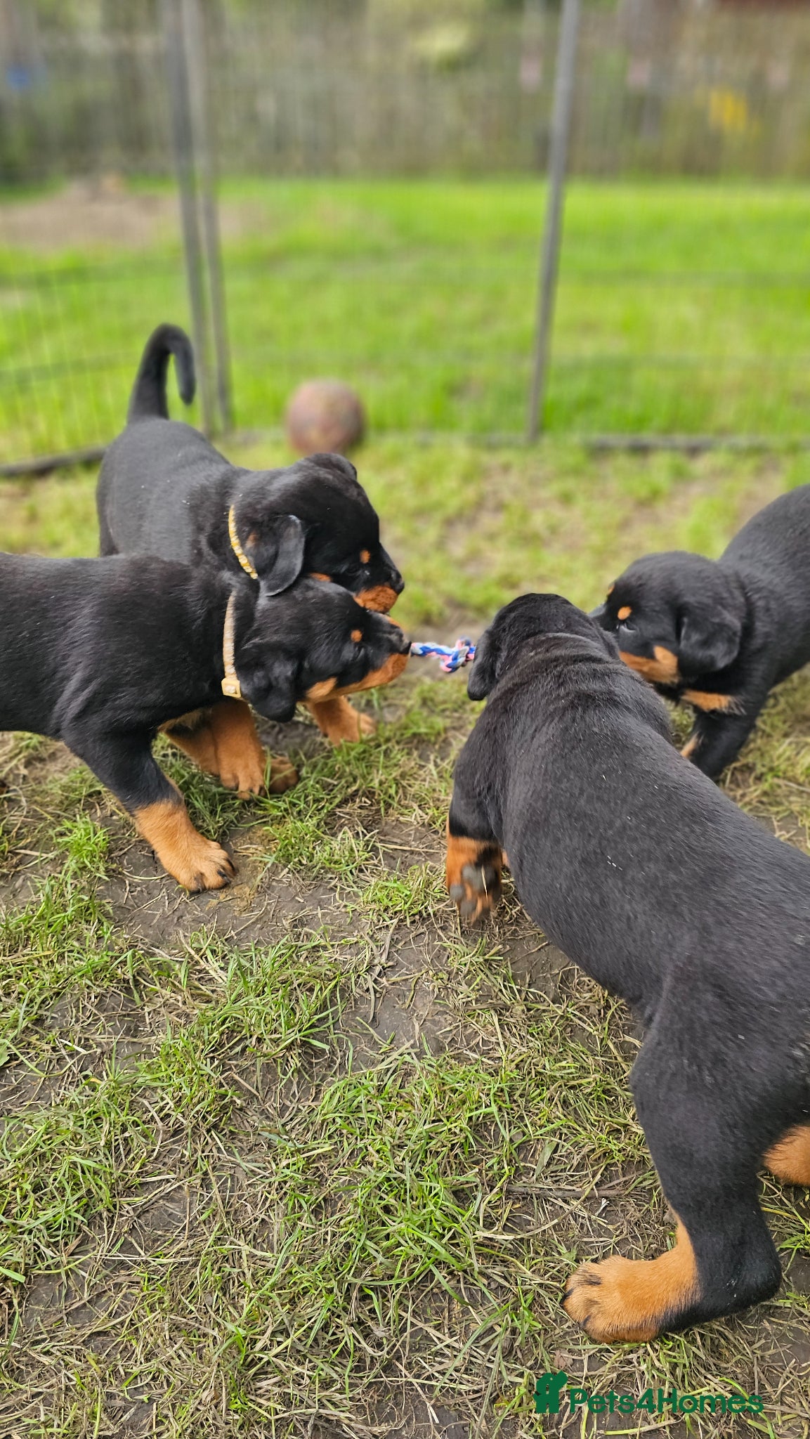 Rottweiler dogs Champion Bloodline German Rottweiler Puppies - Advert 1
