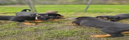 Rottweiler dogs for sale: Champion Bloodline German Rottweiler Puppies - Advert 8