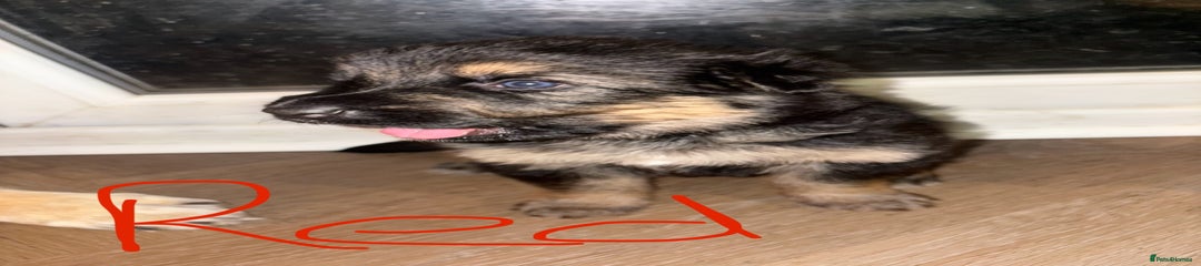 German Shepherd Puppy 2