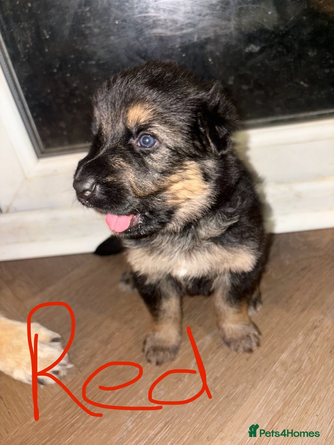 German Shepherd dogs for sale: 🐾 Beautiful German Shepherds 🐾 - Image 4