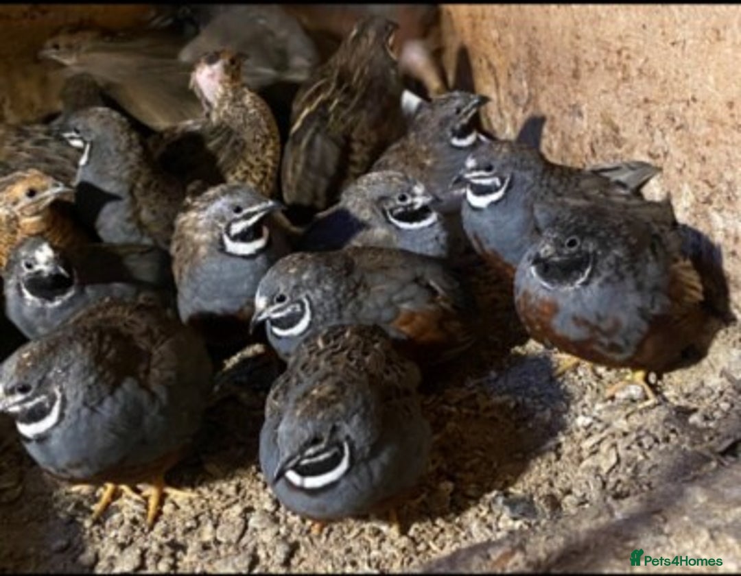 Quail poultry for sale: Healthy Quails for Sale! Eggs, Chicks  Adults - Image 5