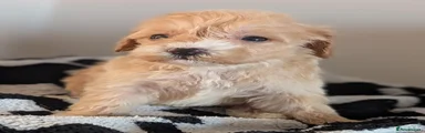 Cavapoochon 3