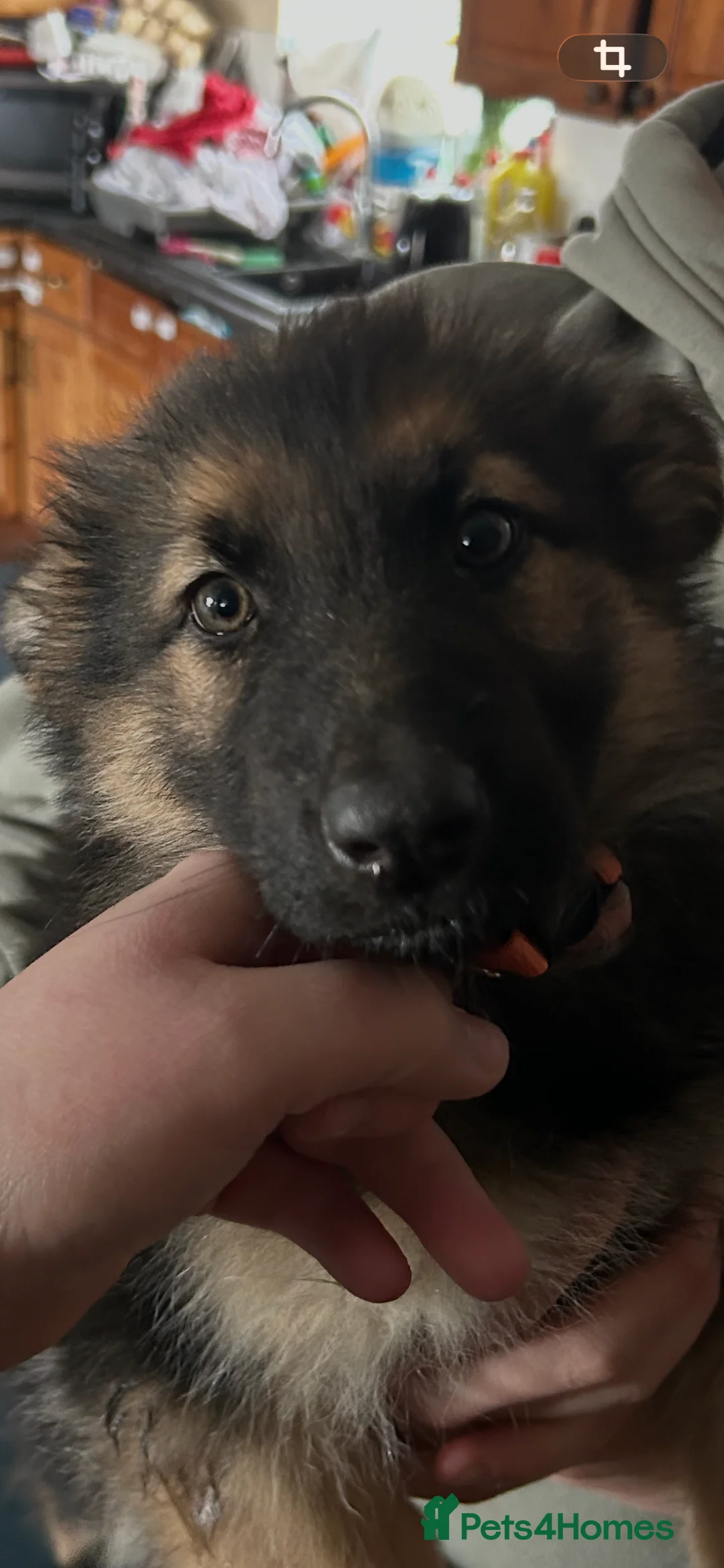 German Shepherd dogs for sale: Last 4 German Shepherd straight backed puppies  - Advert 2