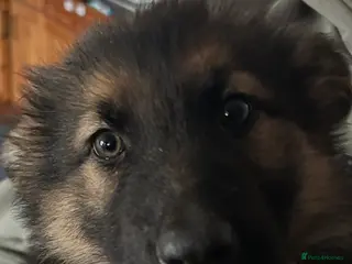 German Shepherd dogs Beautiful German shepherd puppies for sale - Advert 16