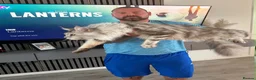 Maine Coon cats for stud: XXL RUSSIAN GIANT MAINE COON STUD  - Advert 5