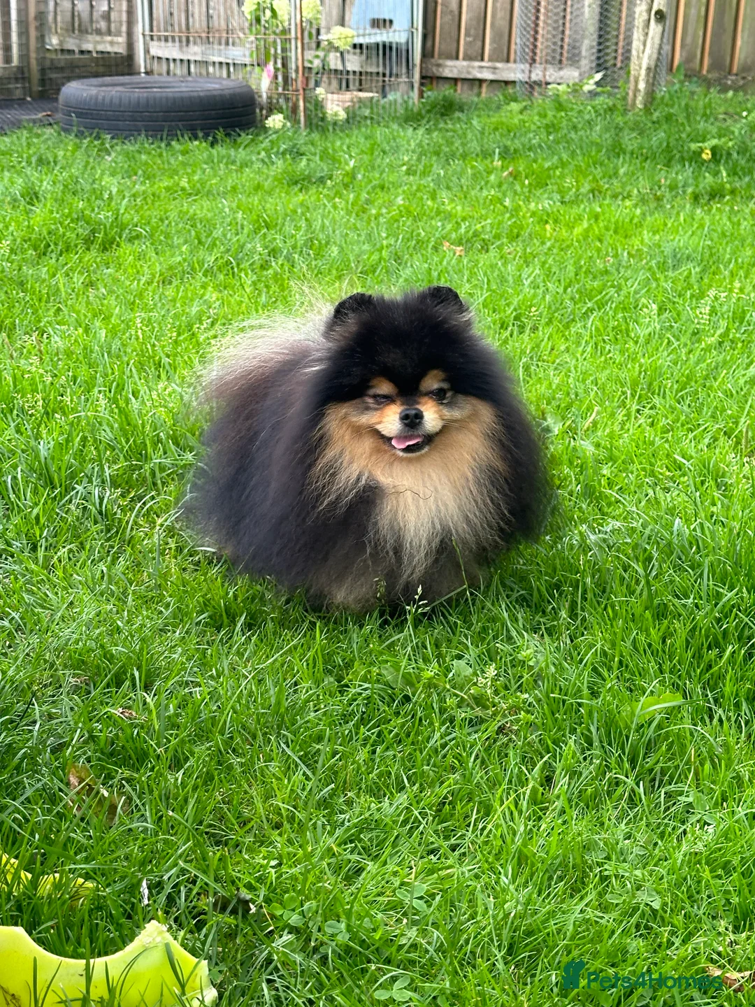 Pomeranian dogs for stud: Black and Tan super coat boy for stud in Lanark - Advert 13