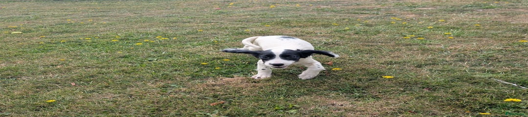 English Springer Spaniel Puppy 2