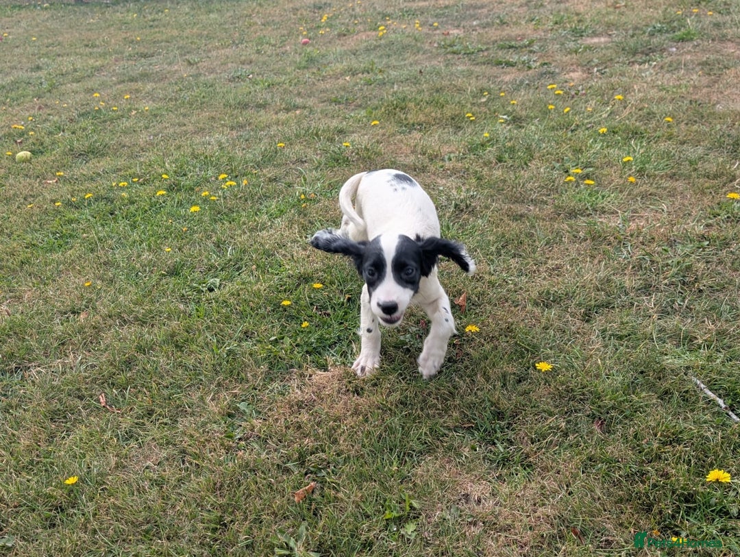 English Springer Spaniel dogs for sale: Springer spaniel pups ready now  - Image 5