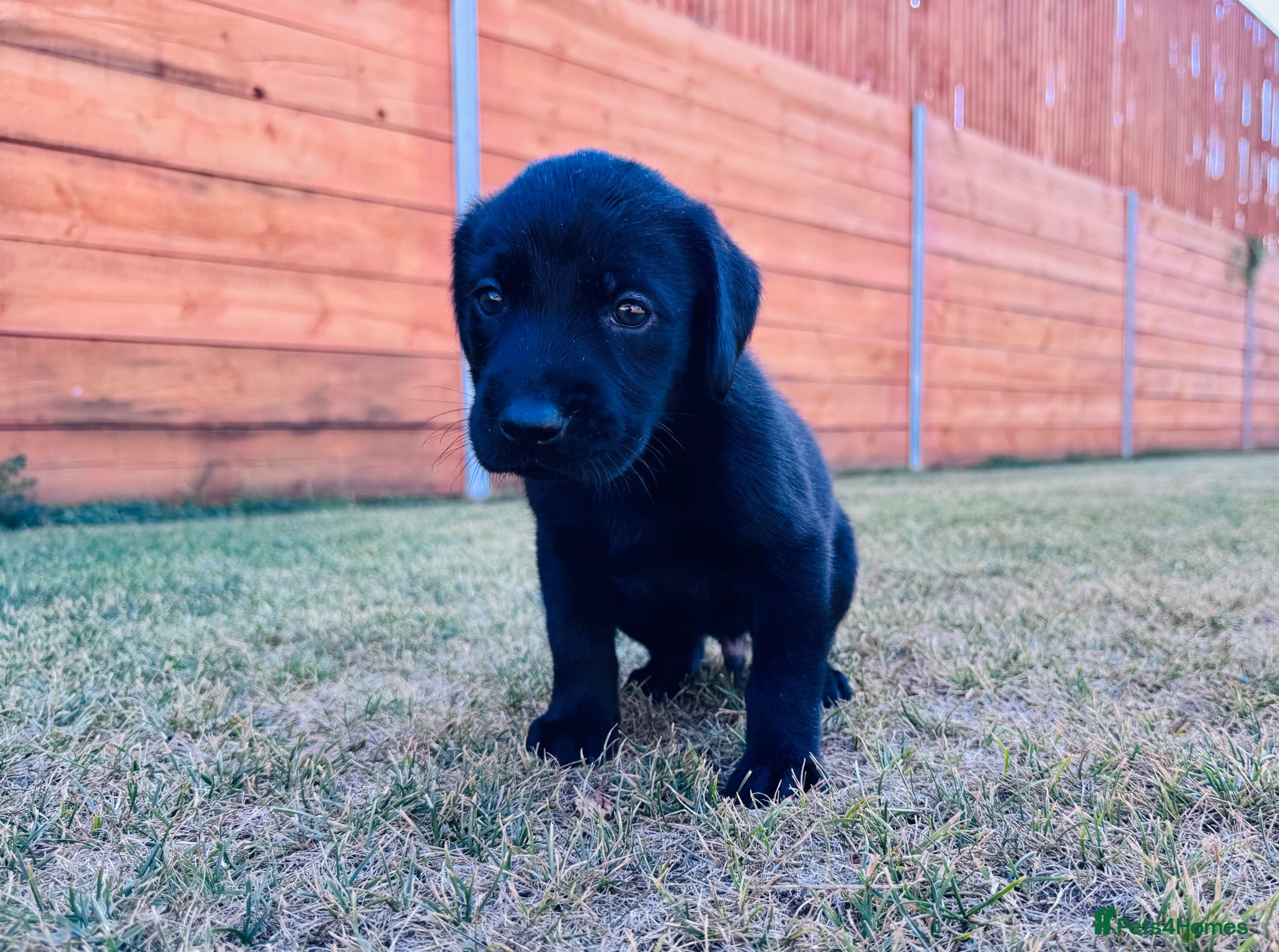 Labrador Retriever dogs KC Registered Labrador Puppies 🐾🐾🐾 - Advert 2
