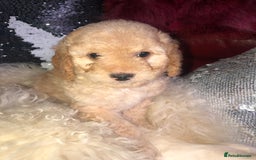 Cavapoo dogs for sale: STUNNING F1b cavapoos READY NOW  - Image 12