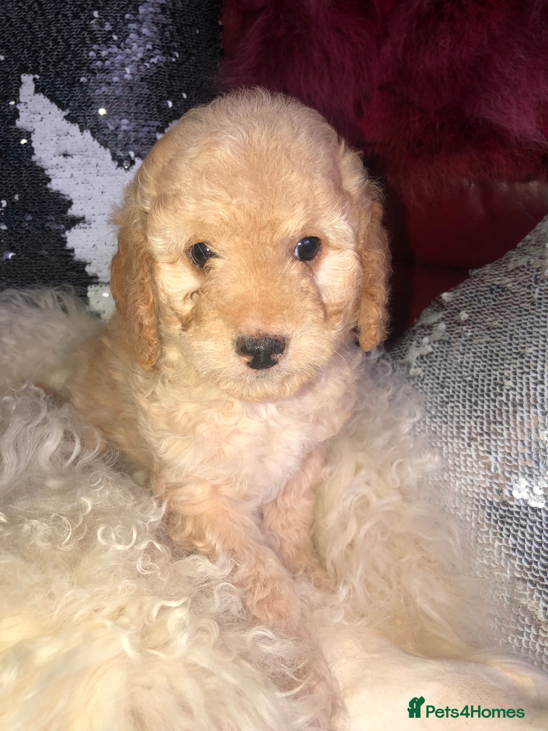 Cavapoo dogs for sale: STUNNING F1b cavapoos READY NOW  - Image 12