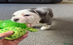 English Bulldog dogs for sale: 8 week old beautiful English Bulldog - Advert 4