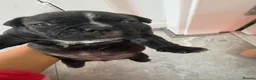 American Bully dogs for sale: **MICRO BULLY PUPPIES *** - Advert 19