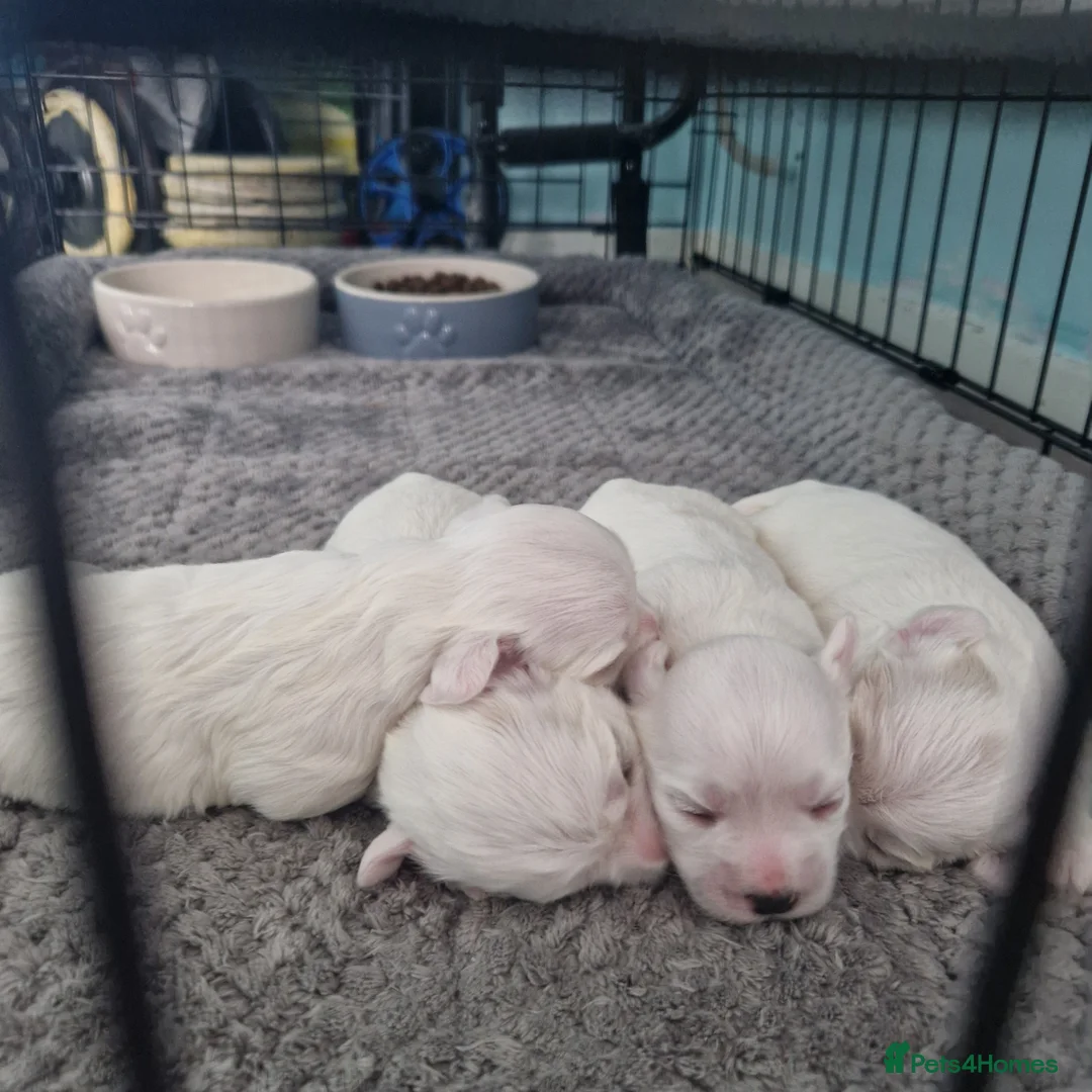 Maltese dogs for sale: Beautiful girls - Advert 11