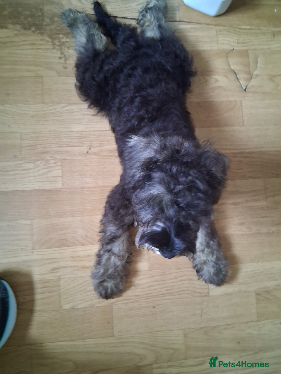 Miniature Schnauzer dogs for sale: Adorable Miniature Schnauzer Puppies for Sale - Image 7