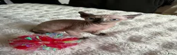 Sphynx cats for sale: Six gorgeous sphinx for sale  - Advert 4