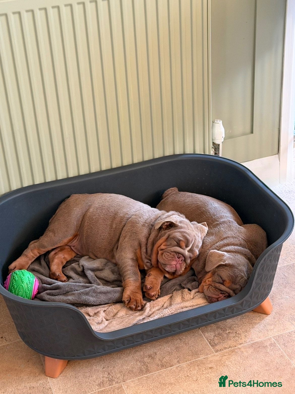 English Bulldog dogs Gorgeous KC English Bulldog Puppies🐶 - Advert 2