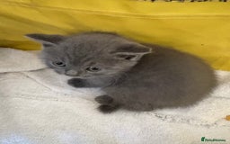 British Shorthair cats for sale: British Shorthair kittens chocolate/grey - Image 27