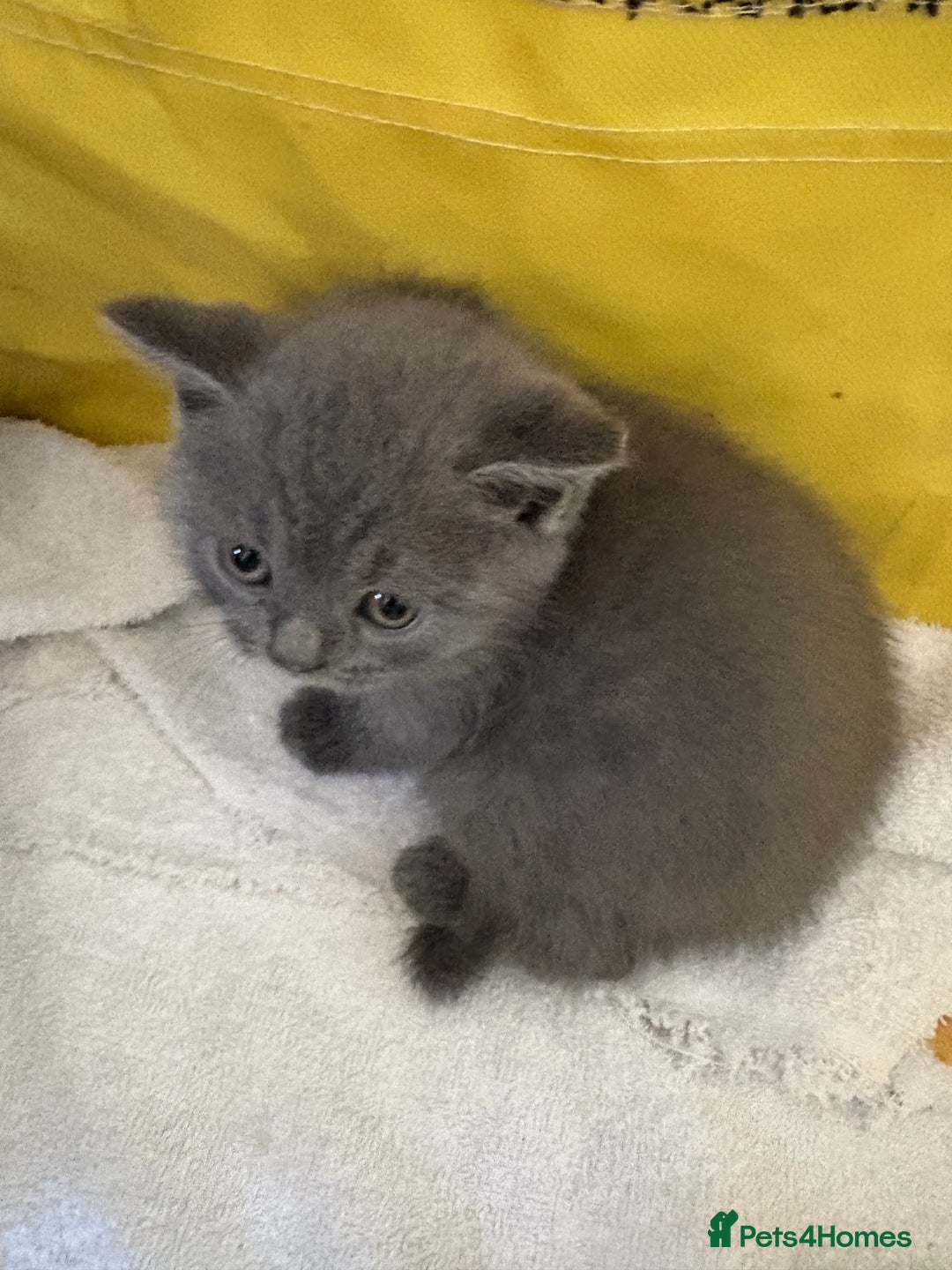 British Shorthair cats for sale: British Shorthair kittens chocolate/grey - Image 27