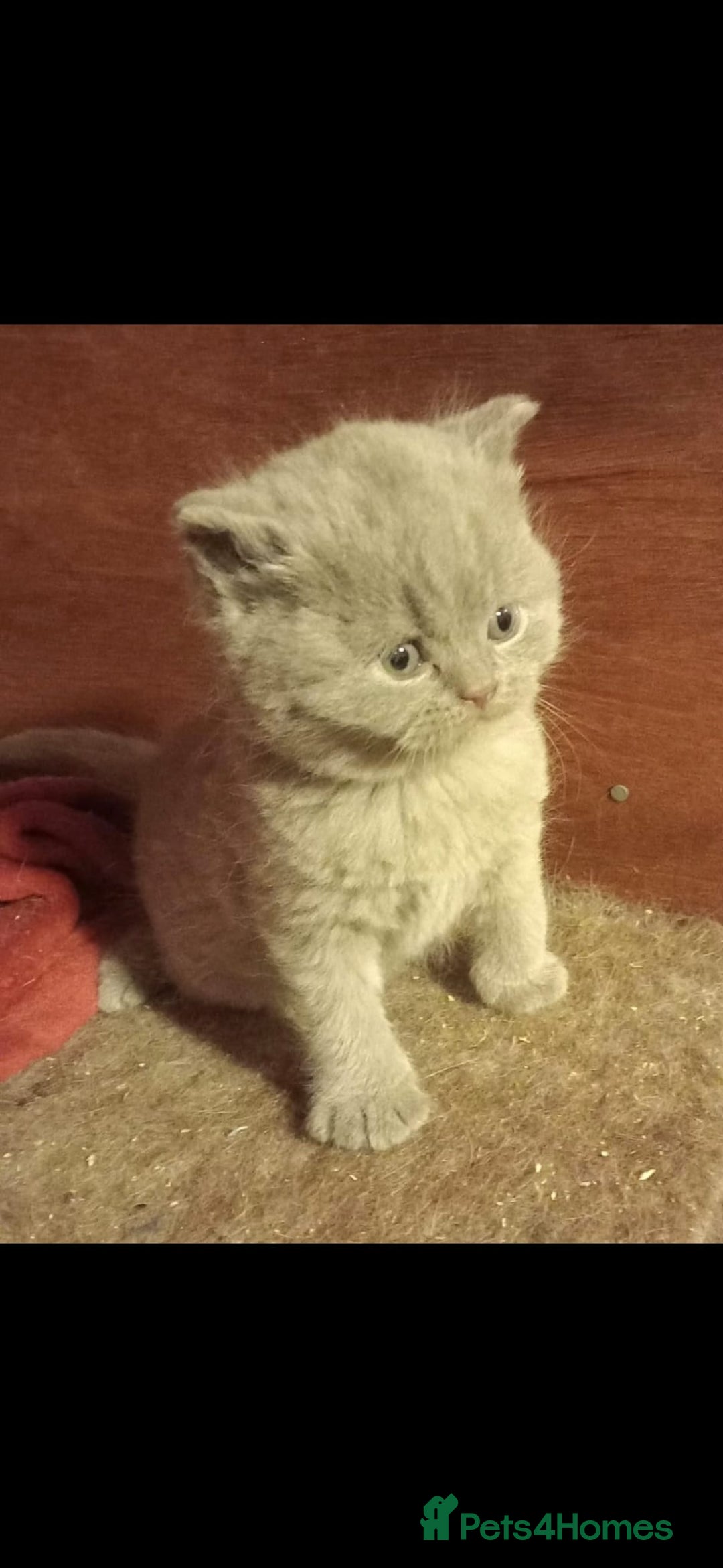 British Shorthair cats for sale: Beautiful British Shorthaired kittens  - Advert 5