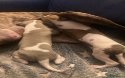 Whippet dogs for sale: Whippet pups  - Image 10