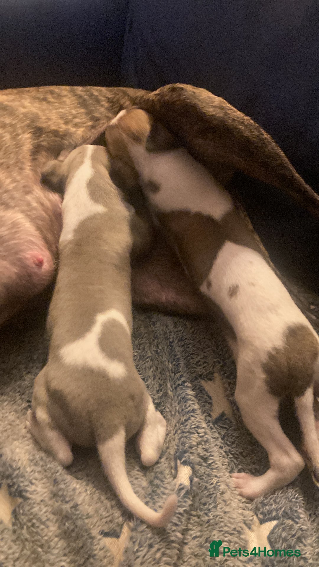 Whippet dogs for sale: Whippet pups  - Image 10