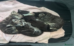 Siamese cats for sale: Beautiful Fluffy Siamese-Tabby Mix Kittens  - Image 5