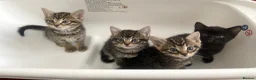 Mixed Breed cats for sale: beautiful kittens ready for their new homes - Advert 1
