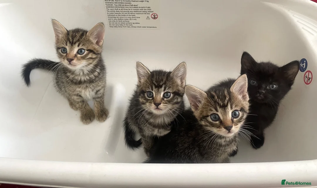 Mixed Breed cats for sale: beautiful kittens ready for their new homes - Advert 1