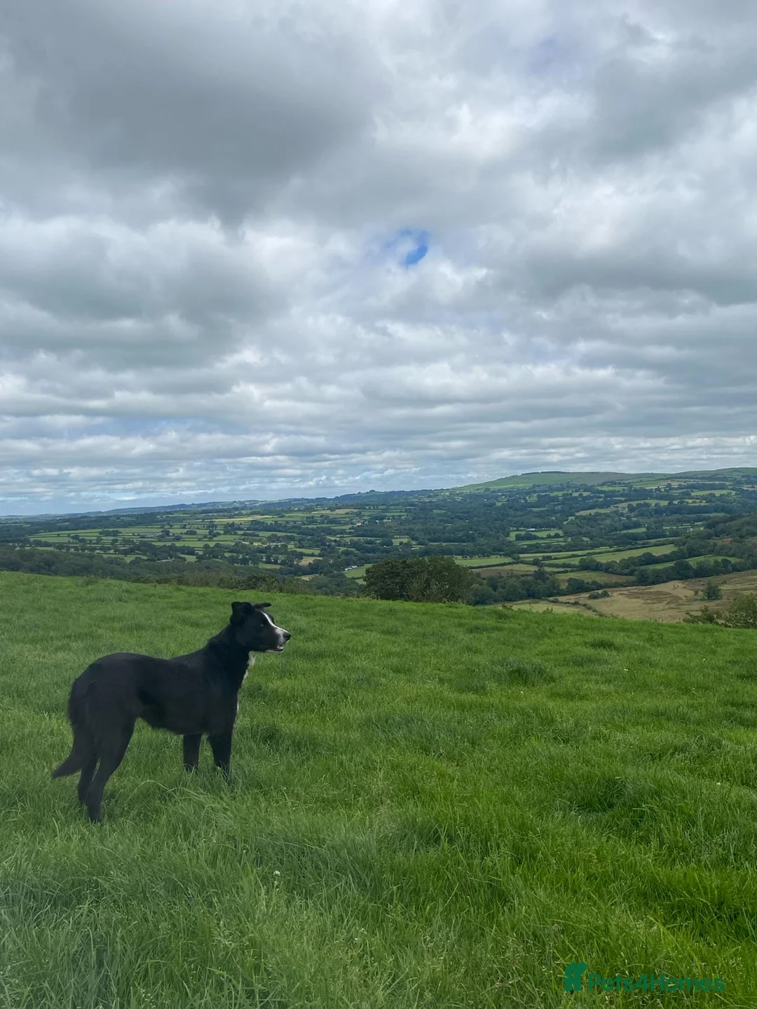 Border Collie dogs for sale: Border collie pups from Tyngraig Jock.  - Advert 5