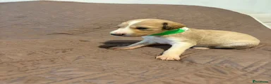 Saluki Puppy 7