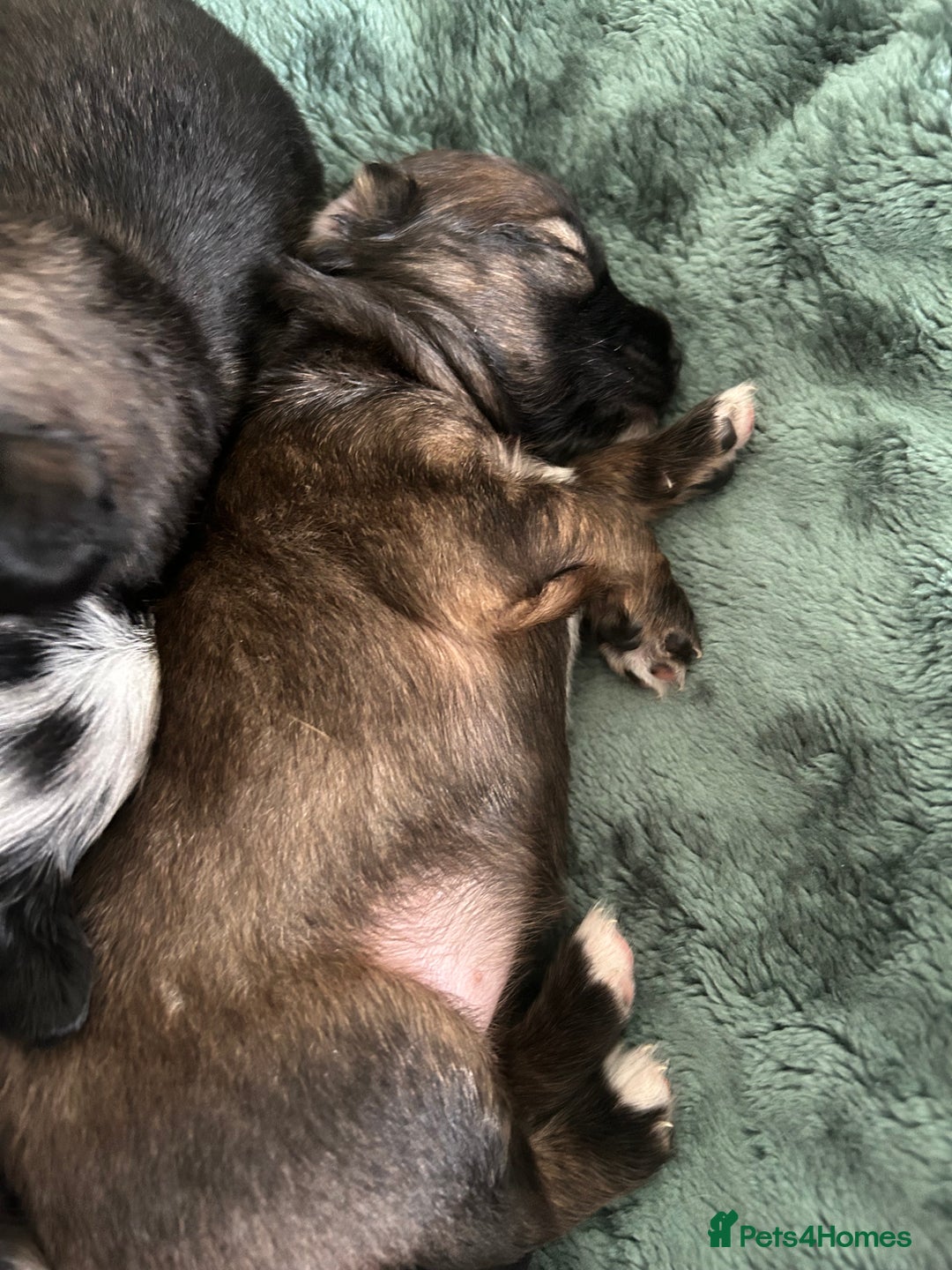 Mixed Breed dogs for sale: American cocker spaniel x Pomeranian  - Image 16