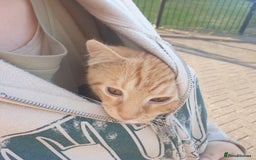 British Shorthair cats for sale: Ginger cat ready to leave asap - Image 3