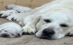 Golden Retriever dogs for sale: Trained Golden Retriever boy  - Image 1