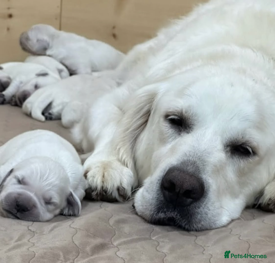 Golden Retriever dogs for sale: Trained Golden Retriever boy  - Image 1