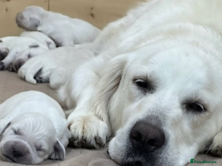 Golden Retriever dogs - Advert 2