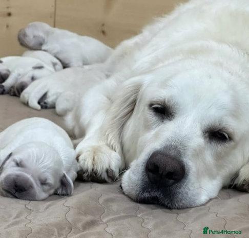 Golden Retriever dogs - Advert 3