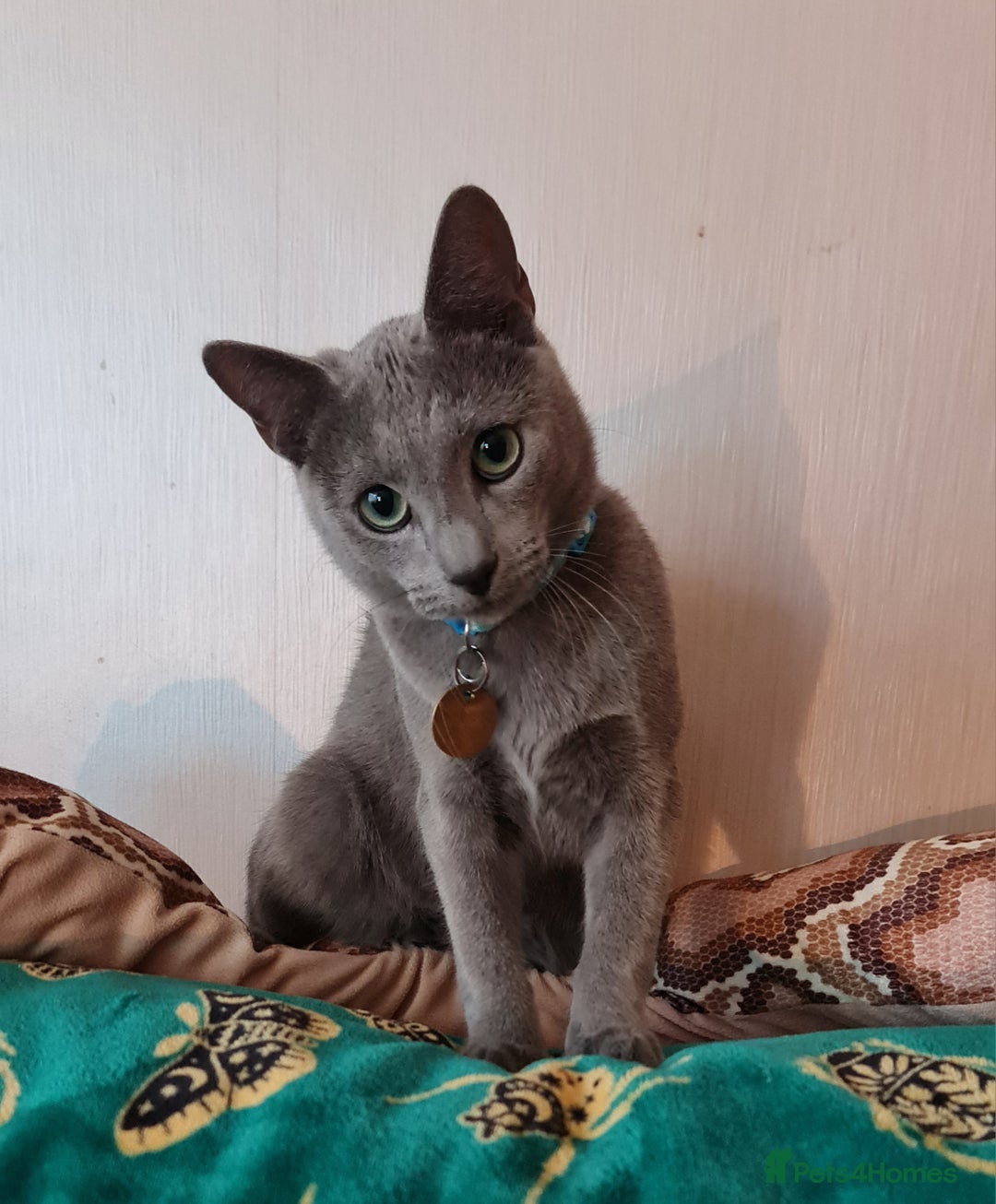 Russian Blue cats for sale: Quality Russian Blue male kitten in Hayes - Image 6