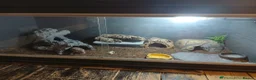 Leopard Gecko reptiles for sale: Leopard Gecko and African Fat tail Gecko  - Advert 5