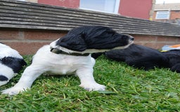 Sprocker dogs for sale: READY NOW !! 3 sprocker spaniels left  👀🏡✨️ in Wakefield - Image 26