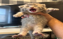 British Shorthair cats for sale: BSH KITTENS - Image 2