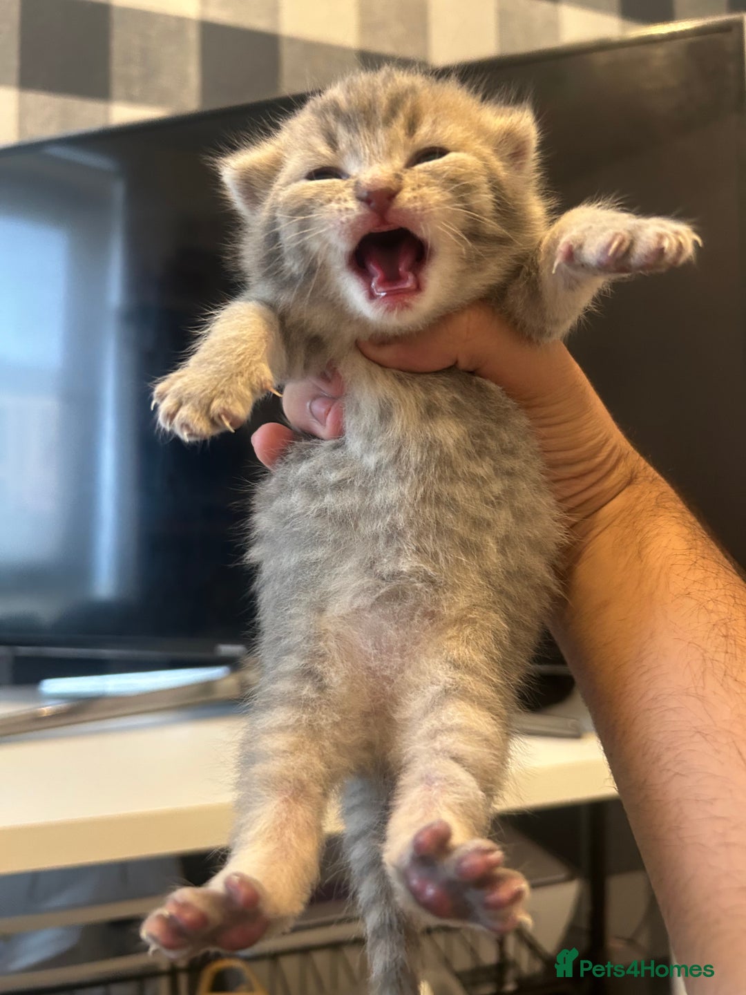British Shorthair cats for sale: BSH KITTENS - Image 2