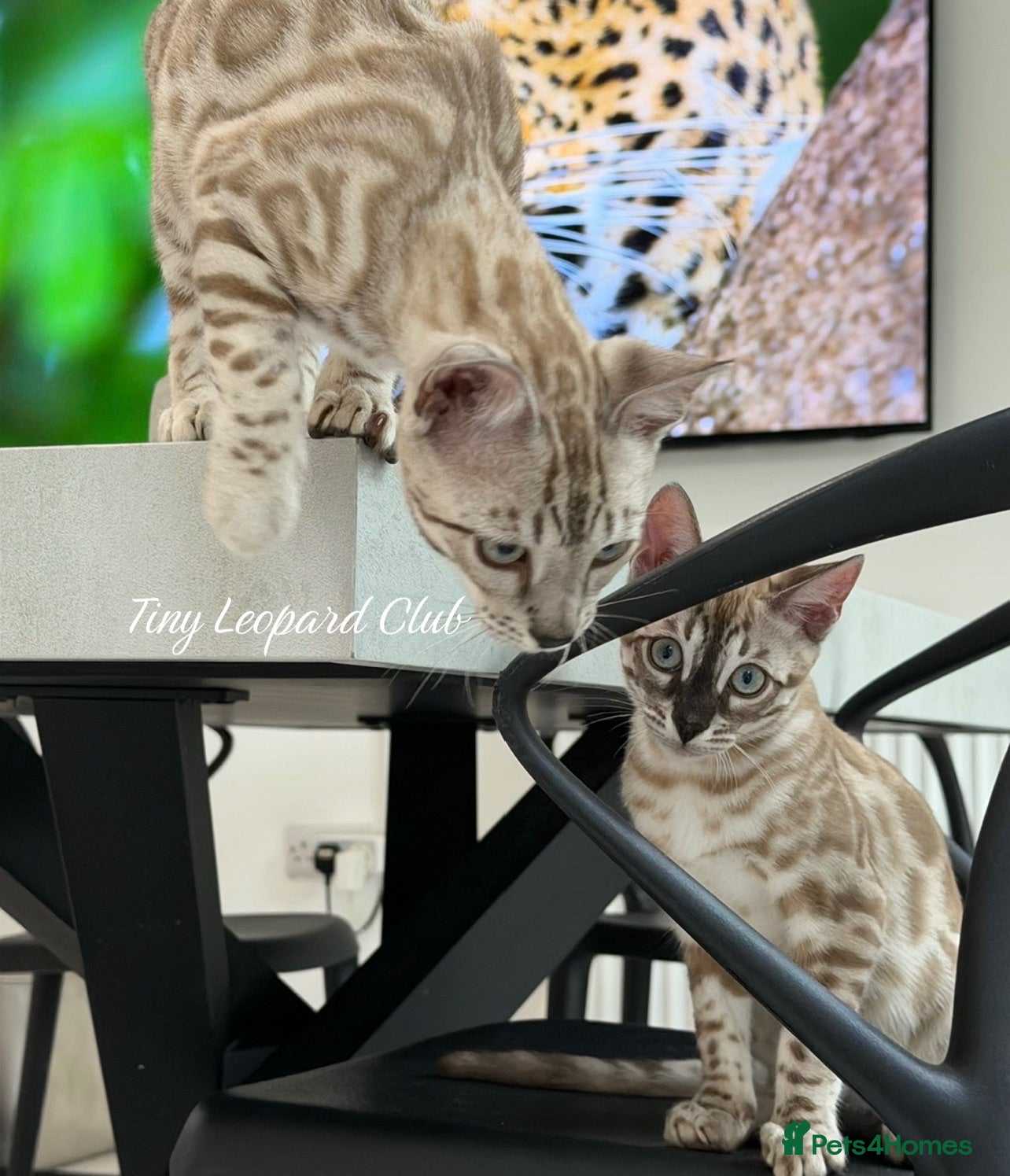 Bengal cats Two Kittens Left! Full Pedigree Snow TICA Bengals - Advert 2