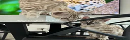 Bengal cats for sale: Two Kittens Left! Full Pedigree Snow TICA Bengals - Advert 2