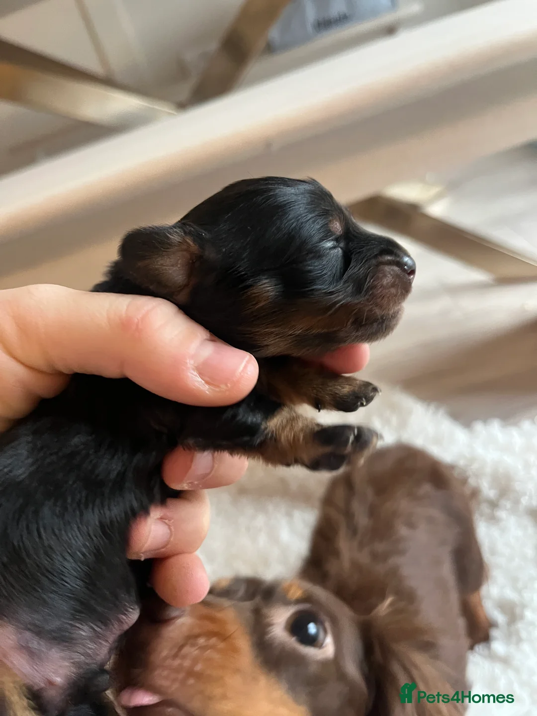 Miniature Dachshund dogs for sale: Miniature dachshunds for sale  - Advert 33