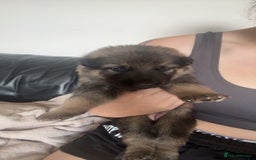 German Shepherd dogs for sale: German shepherd pups - Image 10