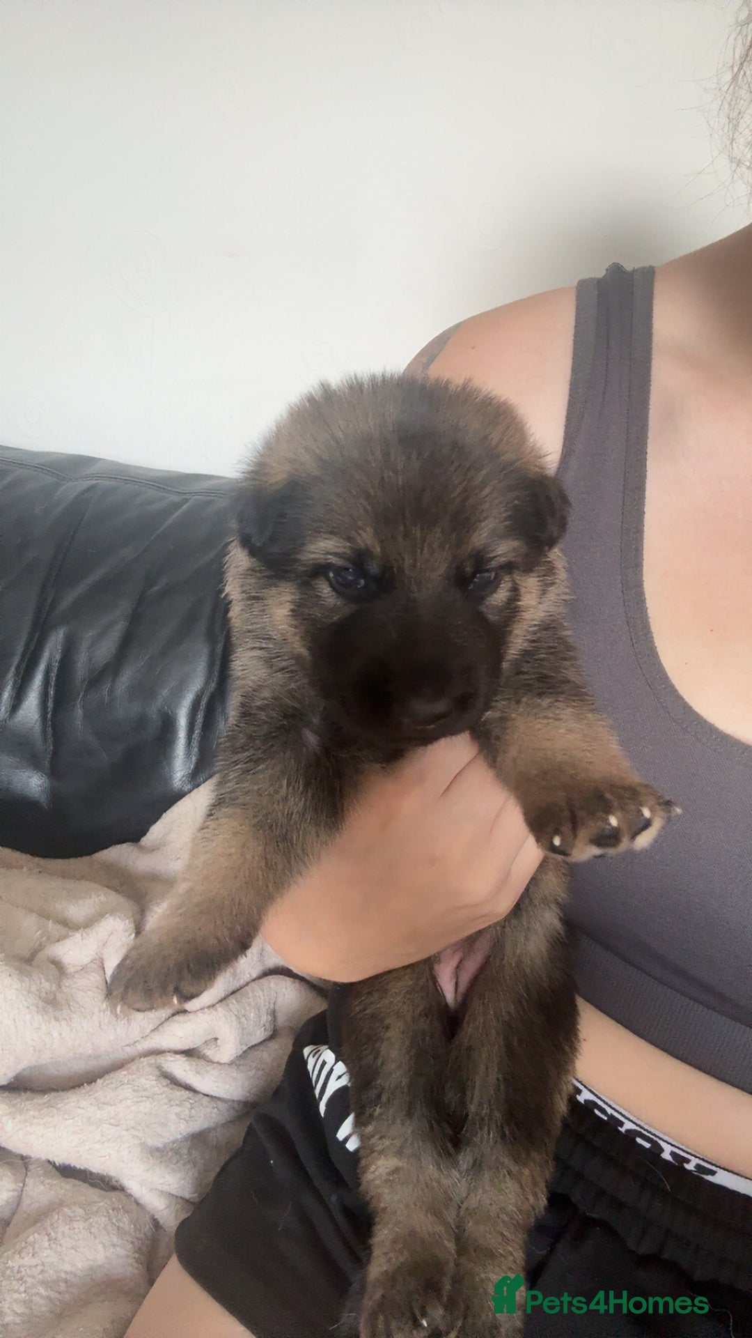 German Shepherd dogs for sale: German shepherd pups - Image 10