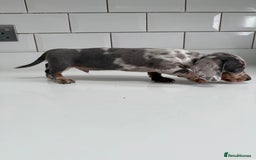 Miniature Dachshund dogs for sale: Miniature dachshund boys can leave today ❤️🤍  - Image 8