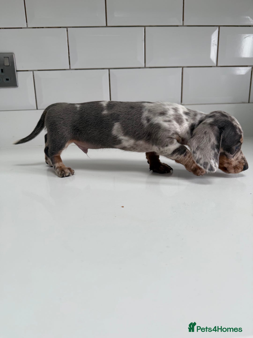 Miniature Dachshund dogs for sale: Miniature dachshund boys can leave today ❤️🤍  - Image 8